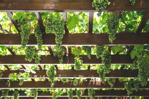 Unveiling the Influence of Terroir: New York's Vineyards and Wines