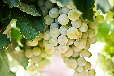 Sip Through the Seasons: Expert Wine Recommendations for Every Time of Year