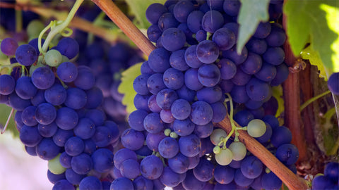 A Journey Through Time: The History of California Wine and the Iconic Napa Valley